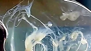 Scrounger cums adjacent to a condom rim back pipeline
